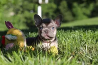 Pete, a male French Bulldog for sale in Sugarcreek, OH – 10 of 10