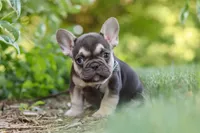 Page, a male French Bulldog for sale in Sugarcreek, OH – 9 of 10