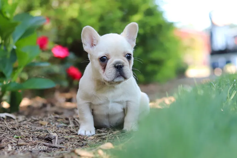 Charlotte  – French Bulldog puppy for sale in Sugarcreek, OH
