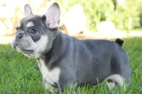 Blessing, a female French Bulldog for sale in Sugarcreek, OH – 2 of 3