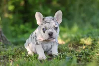 Peggy, a female French Bulldog for sale in Sugarcreek, OH – 3 of 10