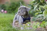 Moore, a male French Bulldog for sale in Sugarcreek, OH – 4 of 9
