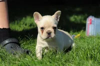 Charlotte , a female French Bulldog for sale in Sugarcreek, OH – 6 of 7