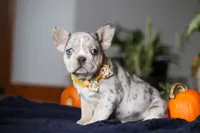 Comet, a male French Bulldog for sale in Sugarcreek, OH – Photo 4 of 7