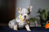 Comet, a male French Bulldog for sale in Sugarcreek, OH – Photo 2 of 7