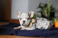 Comet, a male French Bulldog for sale in Sugarcreek, OH – Photo 6 of 7