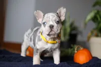 Comet, a male French Bulldog for sale in Sugarcreek, OH – Photo 1 of 7