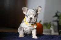 Comet, a male French Bulldog for sale in Sugarcreek, OH – Photo 3 of 7