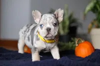 Comet, a male French Bulldog for sale in Sugarcreek, OH – Photo 5 of 7