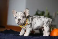 Comet, a male French Bulldog for sale in Sugarcreek, OH – Photo 7 of 7