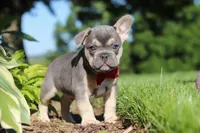 Parker, a male French Bulldog for sale in Sugarcreek, OH – 3 of 10