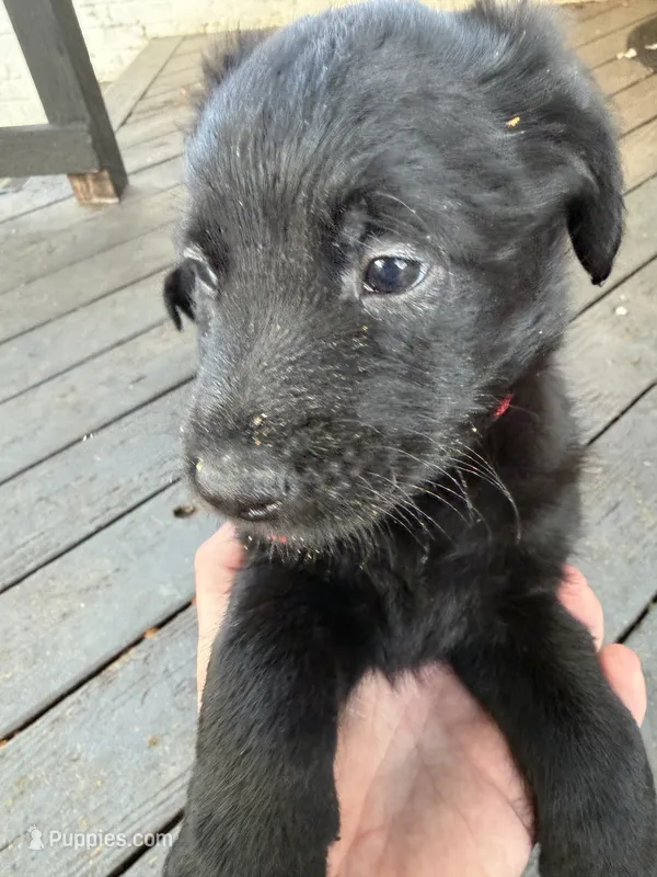 Red  – Belgian Malinois, Goldendoodle puppy for sale in Wheaton, IL