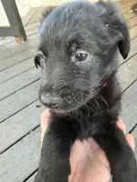 Red , a male Belgian Malinois and Goldendoodle for sale in Wheaton, IL – 1 of 2