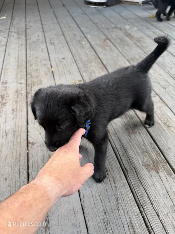 Blue  – Belgian Malinois, Goldendoodle puppy for sale in Wheaton, IL