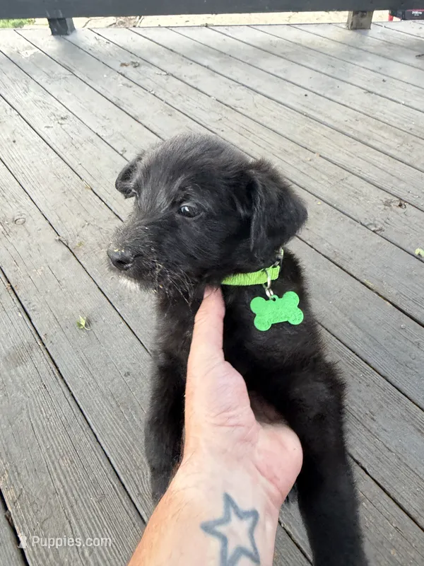 Green  – Belgian Malinois, Goldendoodle puppy for sale in Wheaton, IL