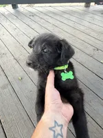 Green , a male Belgian Malinois and Goldendoodle for sale in Wheaton, IL – 1 of 2
