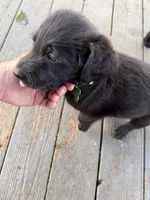 Green , a male Belgian Malinois and Goldendoodle for sale in Wheaton, IL – 2 of 2