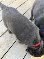 Red , a male Belgian Malinois and Goldendoodle for sale in Wheaton, IL – 2 of 2