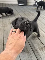 Blue , a male Belgian Malinois and Goldendoodle for sale in Wheaton, IL – 2 of 2