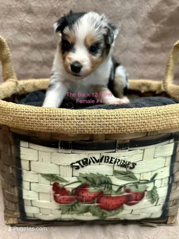 Mini Female #4 – Miniature Australian Shepherd puppy for sale in Meyersdale, PA