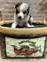 Mini Female #4, a female Miniature Australian Shepherd for sale in Meyersdale, PA – 1 of 5