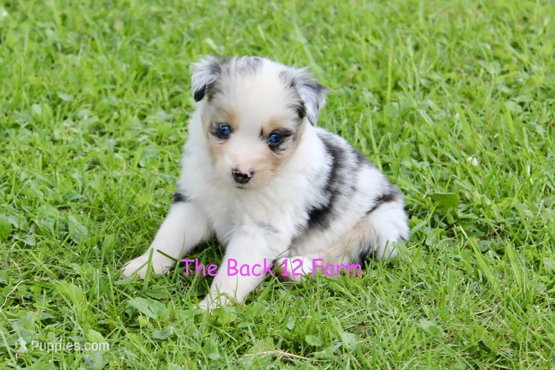 Mini Female #5 – Miniature Australian Shepherd puppy for sale in Meyersdale, PA