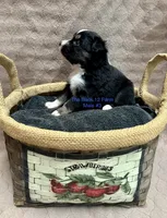 Mini Male #3, a male Miniature Australian Shepherd for sale in Meyersdale, PA – 2 of 5