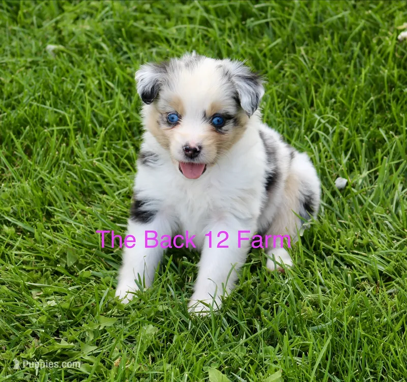 Mini Female #5 – Miniature Australian Shepherd puppy for sale in Meyersdale, PA