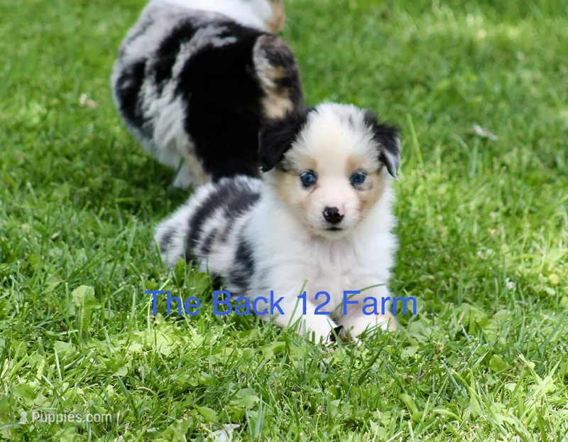 Mini Male #4 – Miniature Australian Shepherd puppy for sale in Meyersdale, PA