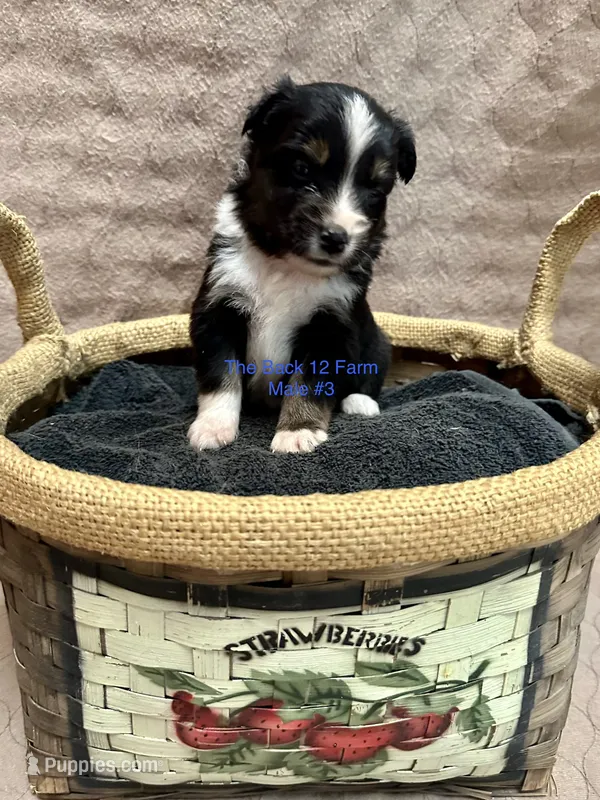 Mini Male #3 – Miniature Australian Shepherd puppy for sale in Meyersdale, PA