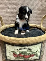 Mini Male #3, a male Miniature Australian Shepherd for sale in Meyersdale, PA – 1 of 5