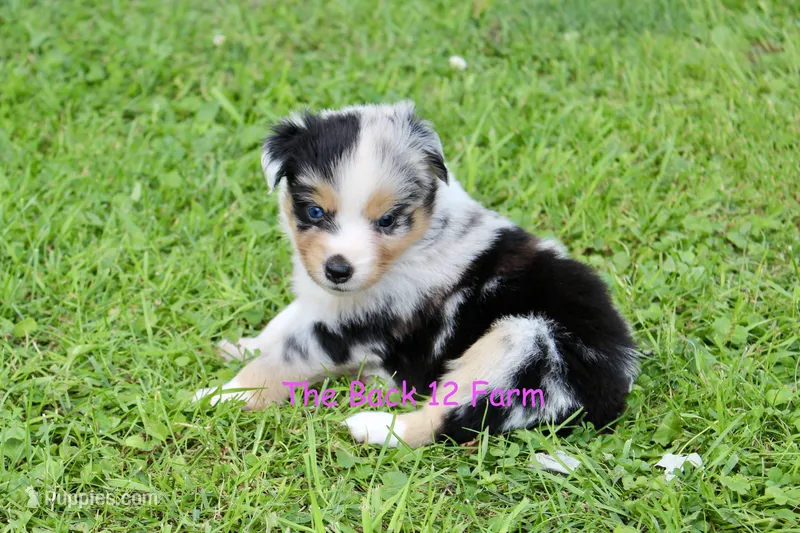 Mini Female #4 – Miniature Australian Shepherd puppy for sale in Meyersdale, PA