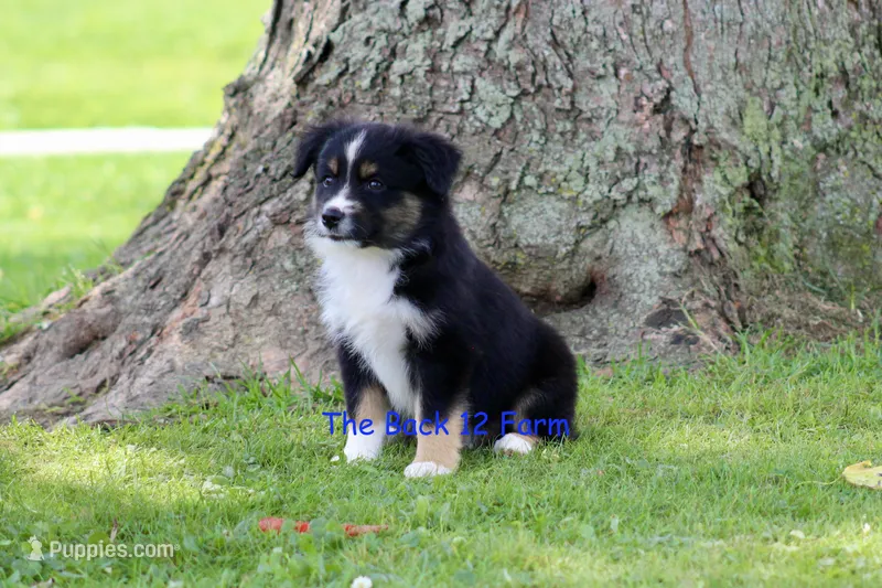 Mini Male #3 – Miniature Australian Shepherd puppy for sale in Meyersdale, PA