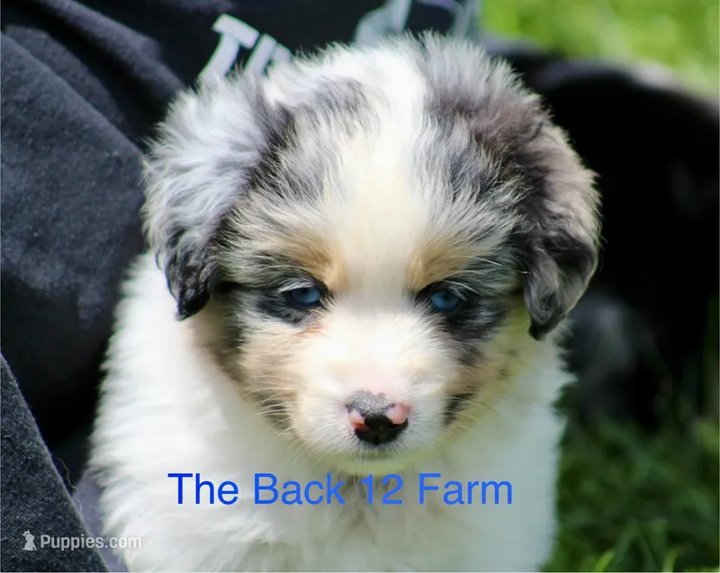 Mini Male #2 – Miniature Australian Shepherd puppy for sale in Meyersdale, PA
