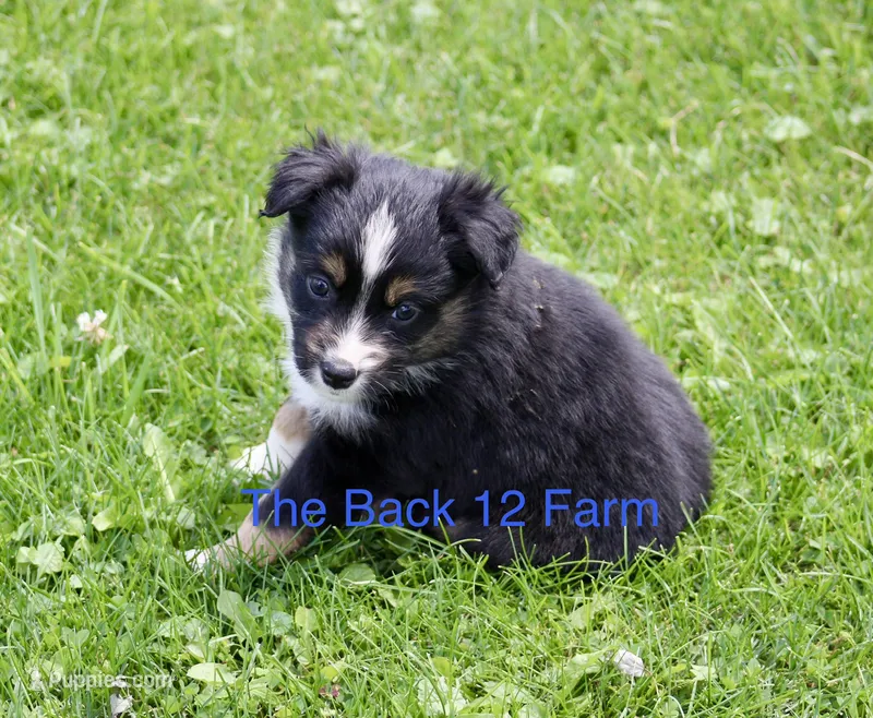 Mini Male #3 – Miniature Australian Shepherd puppy for sale in Meyersdale, PA