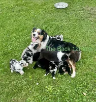 Mini Female #5, a female Miniature Australian Shepherd for sale in Meyersdale, PA – 4 of 5