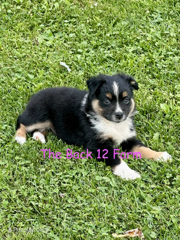 Mini Female #2 – Miniature Australian Shepherd puppy for sale in Meyersdale, PA