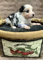 Mini Male #4, a male Miniature Australian Shepherd for sale in Meyersdale, PA – 2 of 4