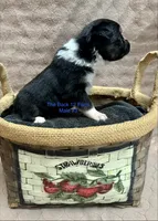 Mini Male #3, a male Miniature Australian Shepherd for sale in Meyersdale, PA – 3 of 5