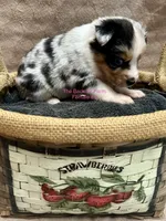 Mini Female #4, a female Miniature Australian Shepherd for sale in Meyersdale, PA – 2 of 5
