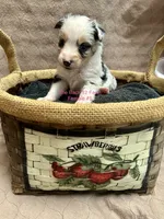 Mini Female #5, a female Miniature Australian Shepherd for sale in Meyersdale, PA – 1 of 5