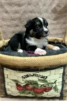 Mini Female #2, a female Miniature Australian Shepherd for sale in Meyersdale, PA – 4 of 6