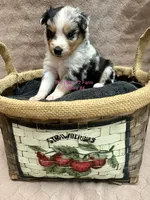 Mini Female #4, a female Miniature Australian Shepherd for sale in Meyersdale, PA – 3 of 5