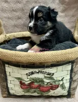 Mini Female #2, a female Miniature Australian Shepherd for sale in Meyersdale, PA – 2 of 6