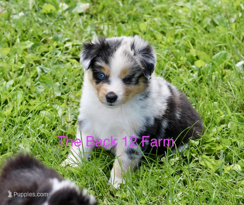 Mini Female #4 – Miniature Australian Shepherd puppy for sale in Meyersdale, PA