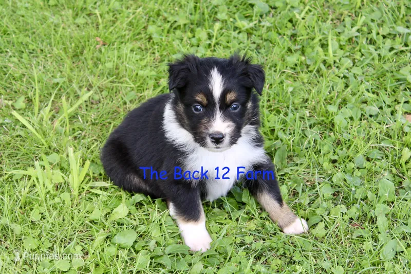 Mini Male #3 – Miniature Australian Shepherd puppy for sale in Meyersdale, PA