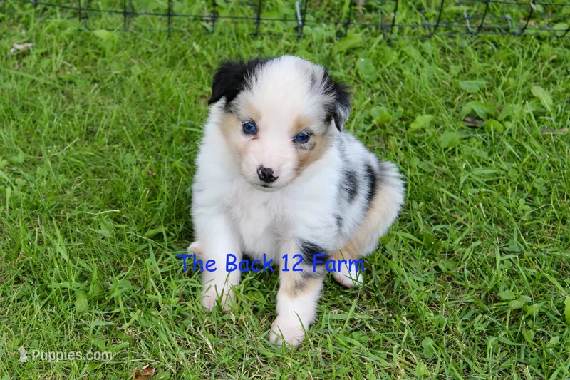 Mini Male #4 – Miniature Australian Shepherd puppy for sale in Meyersdale, PA