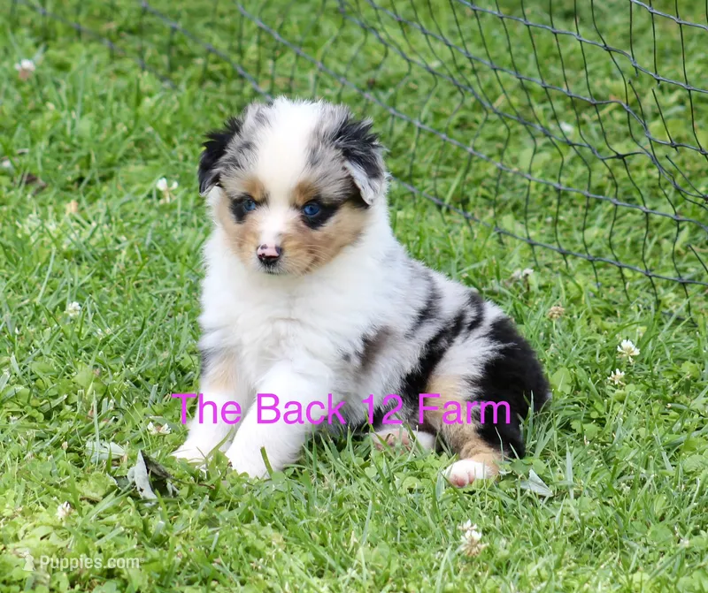 Mini Female #3 – Miniature Australian Shepherd puppy for sale in Meyersdale, PA