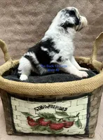 Mini Male #2, a male Miniature Australian Shepherd for sale in Meyersdale, PA – 3 of 5