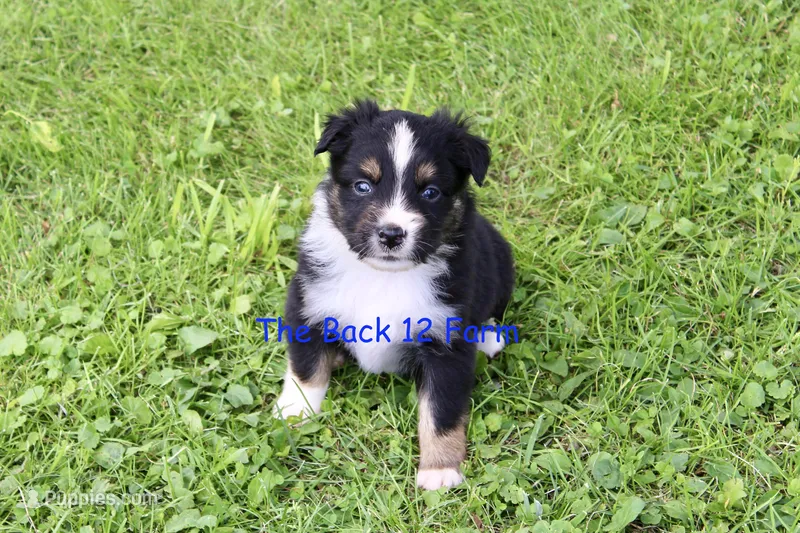 Mini Male #3 – Miniature Australian Shepherd puppy for sale in Meyersdale, PA